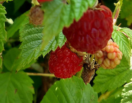 Red Raspberries