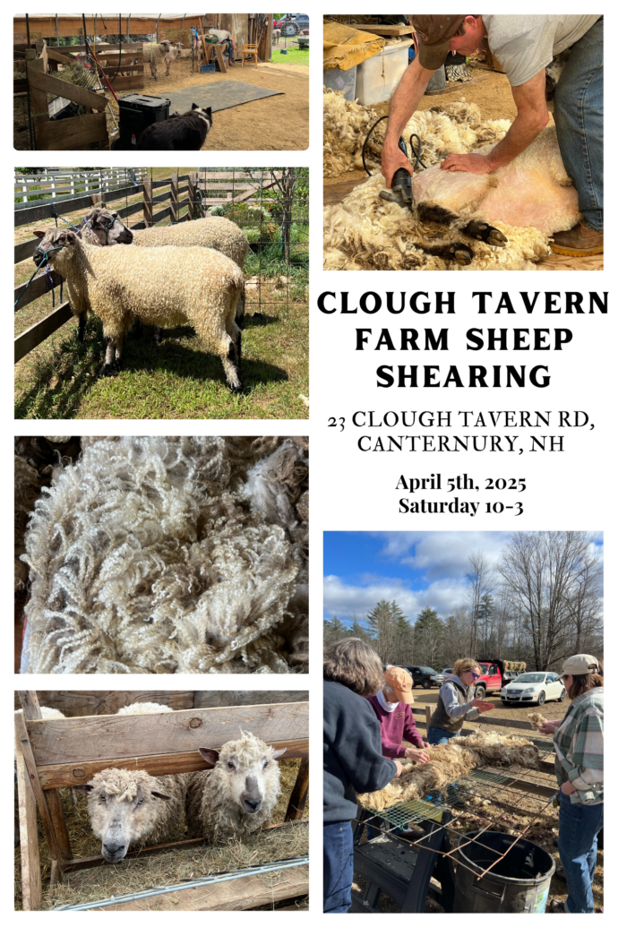 Learn where your wool comes from! Jeffwill begin shearing at 10.30 and go till he is done about 12.30ish. It's Shearing Day on the farm. Jeff starts clipping about 10:30 and goes to 12:30 ish. It's a great opportunity to learn about our critically endangered breed of Teeswater sheep,known for their long soft purled locks, greatly admired by fiber artist, spinners and knitters. Hear why we have sheep, this particular breed and what it takes to keep one, Try your hand at skirting, washing, spinning and carding with other enthusiasts. Raw and processed fleeces and locks are for sale. plus many other woolen products. maybe even your favorite ewe. Please no dogs outside of your vehicle. 603-731-5574 Full raw and washed fleece, natural and dyed locks. You can even choose a foleece befre it's shorn. Your favorite sheep may even be for sale. Watch or get involved with the demonstrators skirting, washing, spinnin and carding the wool.